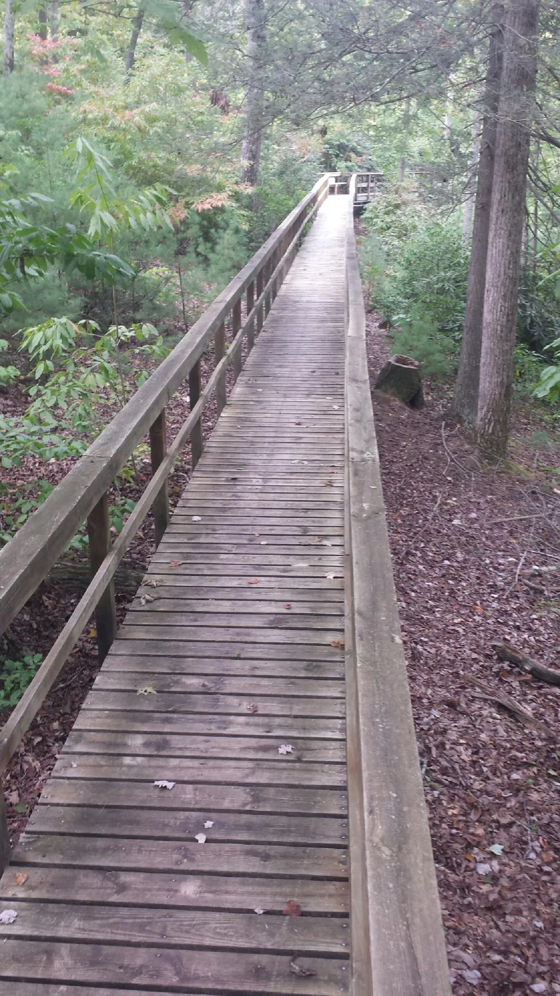 Long wood walkway with handrails built through the woods in Sultan